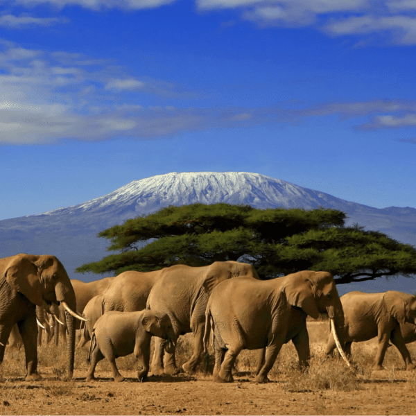 Trekking & Climbing Mount Kilimanjaro | African Safari Tour | Zanzibar ...